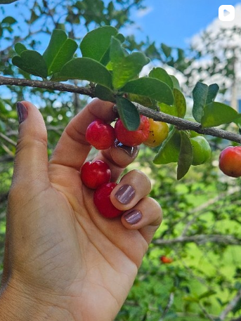 Mãos colhendo frutos maduros diretamente de uma árvore