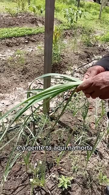 Mãos seguram folhas verdes na horta do rancho